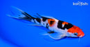 8.25" SANKE BUTTERFLY