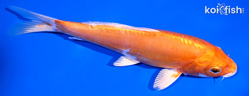 7" KIKUSUI