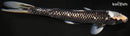 10.5" GINRIN HAGESHIRO