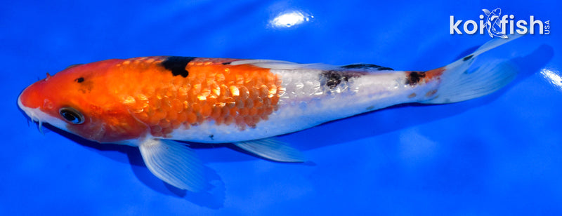 7" GINRIN SANKE