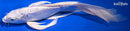 10.75" DOITSU PLATINUM OGON BUTTERFLY