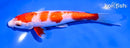 6.5" GINRIN KOHAKU