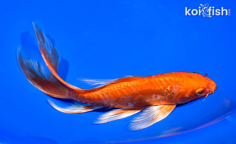 7.75" ARAGOKE ORENJI OGON BUTTERFLY
