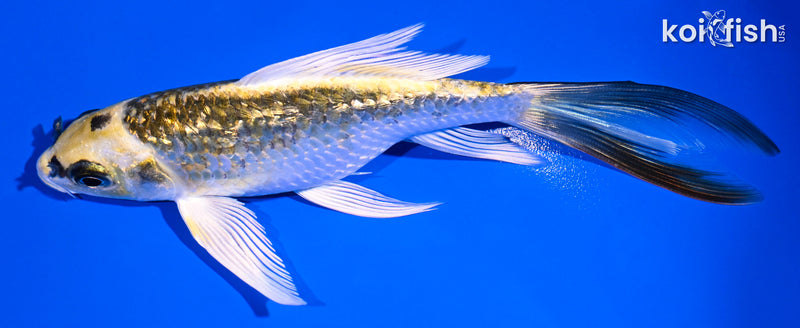 5.75" GINRIN KUJAKU BUTTERFLY