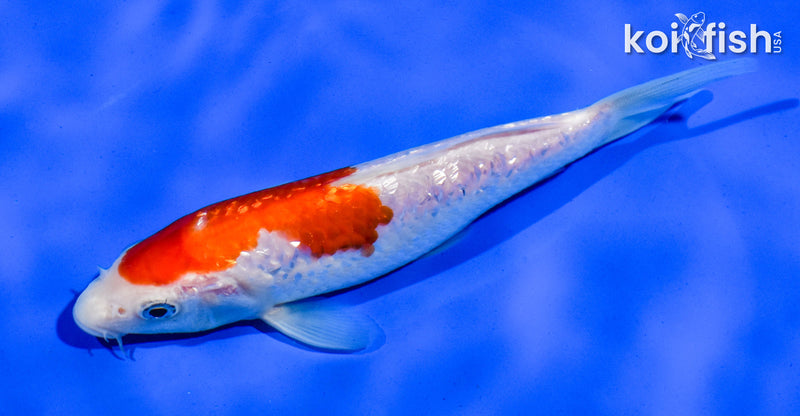 5.5" GINRIN KOHAKU
