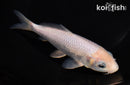 6.5" SORAGOI