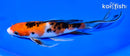 8.25" SANKE BUTTERFLY