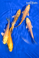 PACK OF (5) 4-5" STANDARD KOI