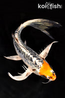 10" BENI KIKOKURYU BUTTERFLY