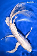 10.25" DOITSU LEMON HARIWAKE BUTTERFLY