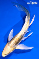 6.5" KIN KIKOKURYU BUTTERFLY