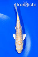 5" DOITSU YAMABUKI OGON