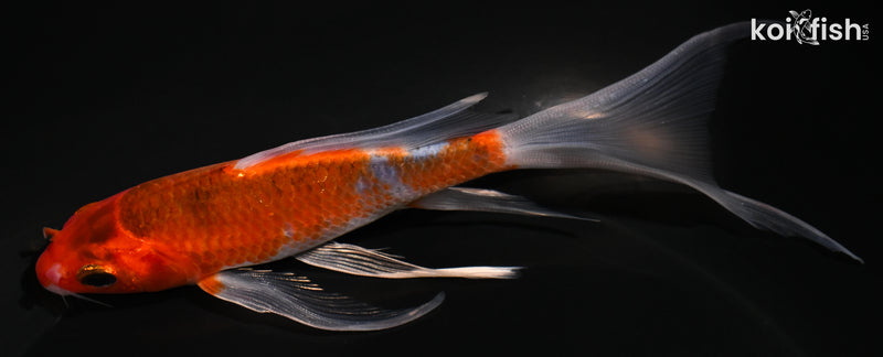 5.75" METALLIC GOROMO BUTTERFLY