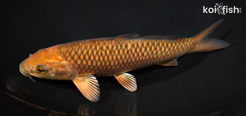 9" CHAGOI