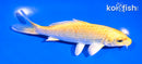 5" YAMABUKI OGON