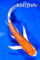 7.25" KIKUSUI BUTTERFLY
