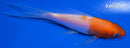 4.5" KOHAKU BUTTERFLY