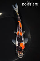 6.75" DOITSU GOSHIKI