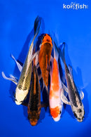 PACK OF (5) 4.5-5.5" BUTTERFLY KOI
