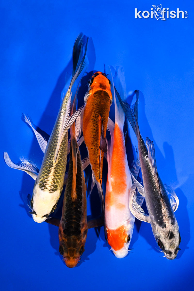 PACK OF (5) 4.5-5.5" BUTTERFLY KOI