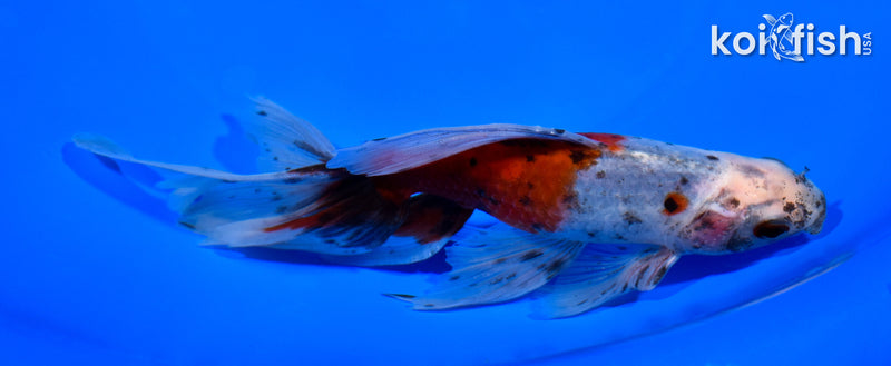 6.5" CALICO WATONAI GOLDFISH