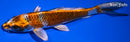 7.5" BENI GINGA