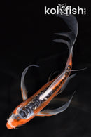 7.5" GINRIN HI SHUSUI BUTTERFLY