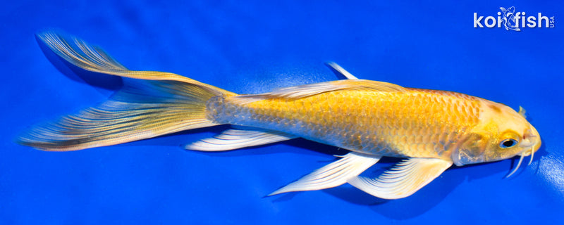 7" YAMABUKI OGON BUTTERFLY