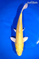 11.75" YAMABUKI OGON