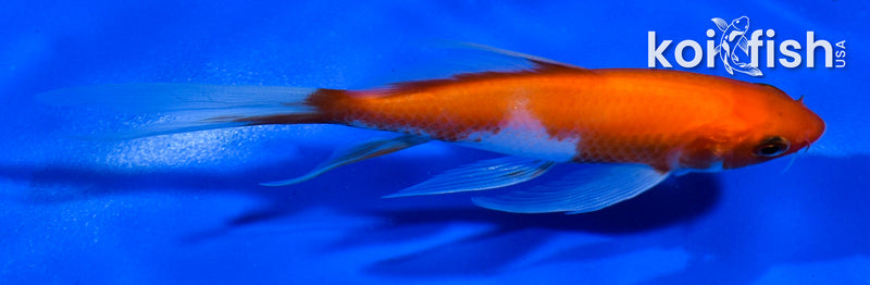 4.5" KOHAKU BUTTERFLY
