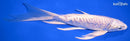 8.5" DOITSU PLATINUM OGON BUTTERFLY