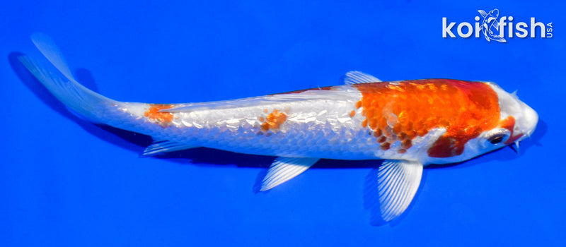5.5" GINRIN HARIWAKE