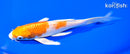 7" HARIWAKE BUTTERFLY