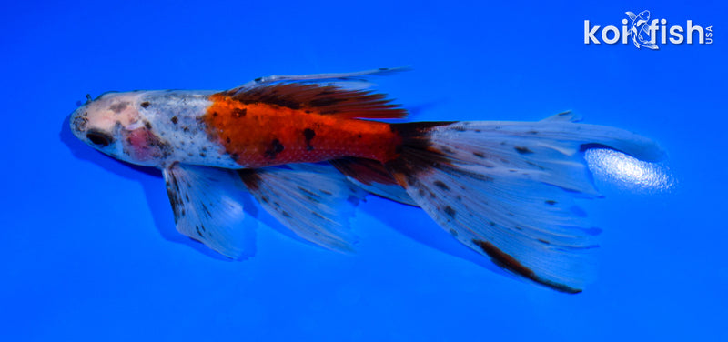 6.5" CALICO WATONAI GOLDFISH