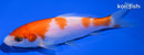 4.75" KOHAKU