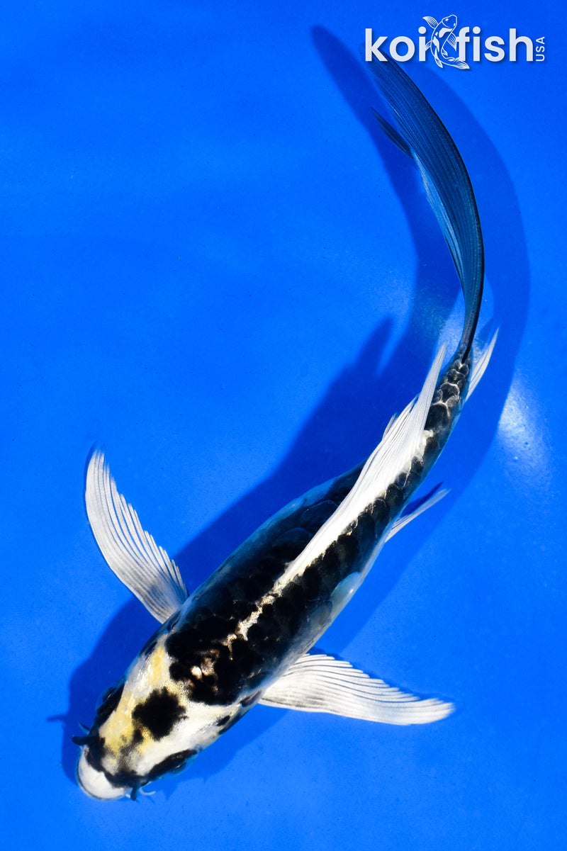 6" KIN KIKOKURYU BUTTERFLY