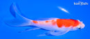 6" KOHAKU BUTTERFLY