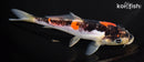 6.75" DOITSU GOSHIKI