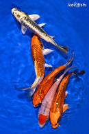 PACK OF (5) 5-6" IMPERFECT STANDARD KOI