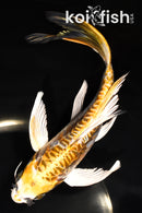 7.5" ARAGOKE KIN KIKOKURYU BUTTERFLY