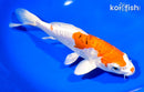 8.5" ARAGOKE HEISEI NISHIKI