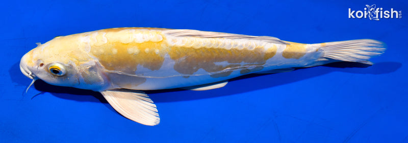 12.5" DOITSU HARIWAKE