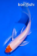 4.5" HARIWAKE BUTTERFLY