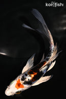 5.5" HEISEI NISHIKI BUTTERFLY