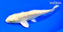 7" GINRIN YAMABUKI OGON