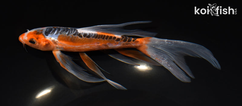 7.5" GINRIN HI SHUSUI BUTTERFLY