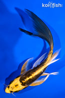 6.25" ARAGOKE KIN KIKOKURYU BUTTERFLY