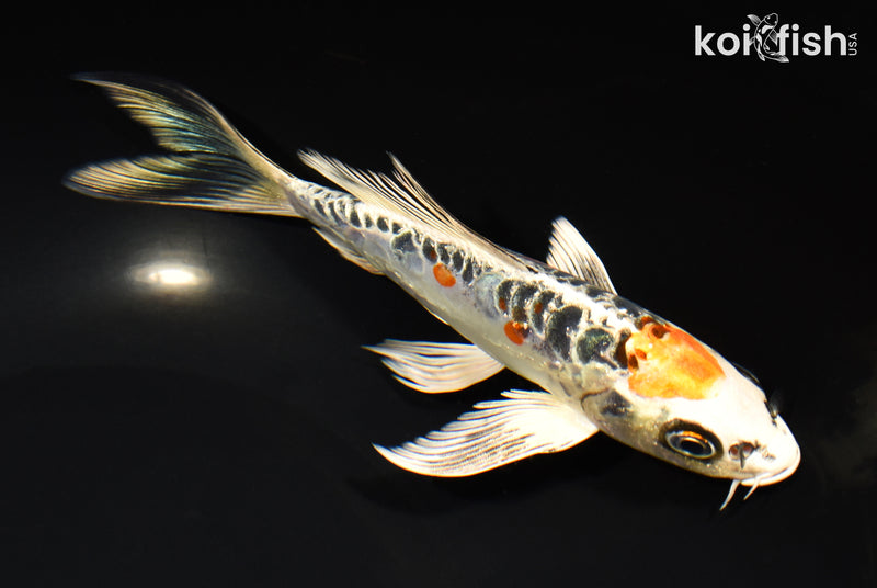 7.25" ARAGOKE BENI KIKOKURYU BUTTERFLY