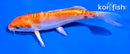 5" KIKUSUI