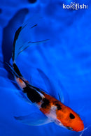 6" SANKE BUTTERFLY